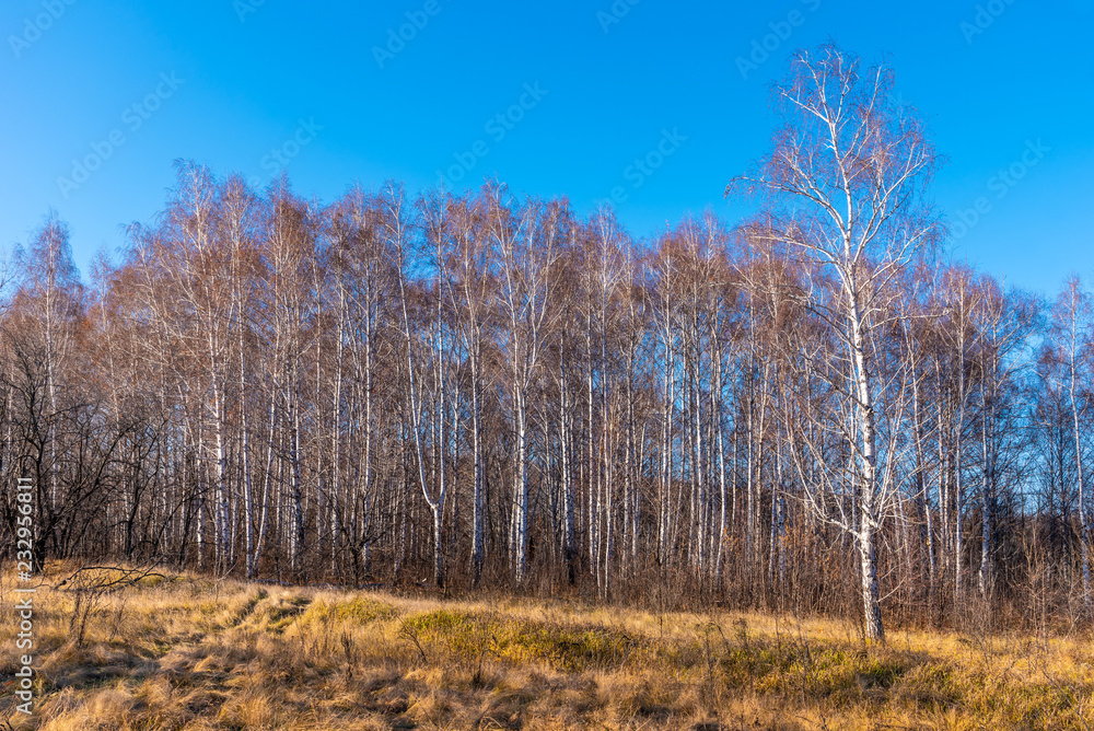 Birchwood - beautiful autumn landscape with yellow dry grass Birchwood - beautiful autumn landscape with yellow dry grass