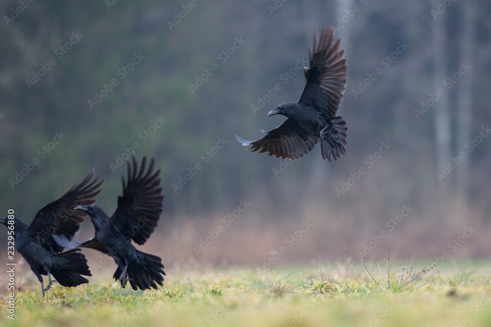 Fototapeta premium Birds - flying Black Common raven (Corvus corax)