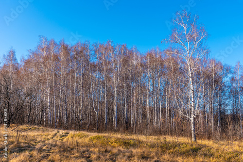 Birchwood - beautiful autumn landscape with yellow dry grass © Stanislav Ostranitsa