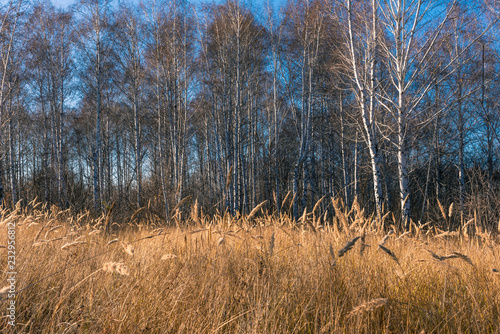 Wallpaper Mural Birchwood - beautiful autumn landscape with yellow dry grass Torontodigital.ca