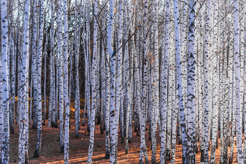 Fototapeta Brzozowy gaj - piękne naturalne tło, zima, jesień