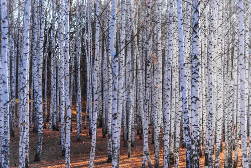 Fototapeta samoprzylepna Brzozowy gaj - piękne naturalne tło, zima, jesień