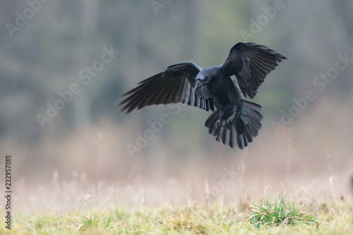 Birds - flying Black Common raven (Corvus corax)