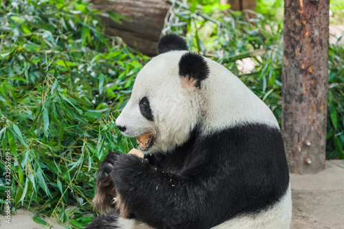 Fototapeta Naklejka Na Ścianę i Meble -  Giant panda