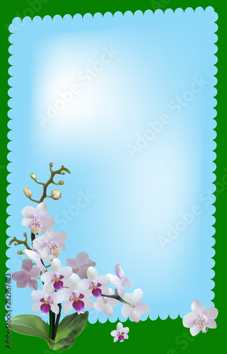 light orchid flowers in green frame on blue background