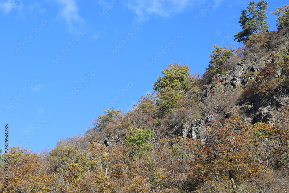 Trees on rock in Georgia