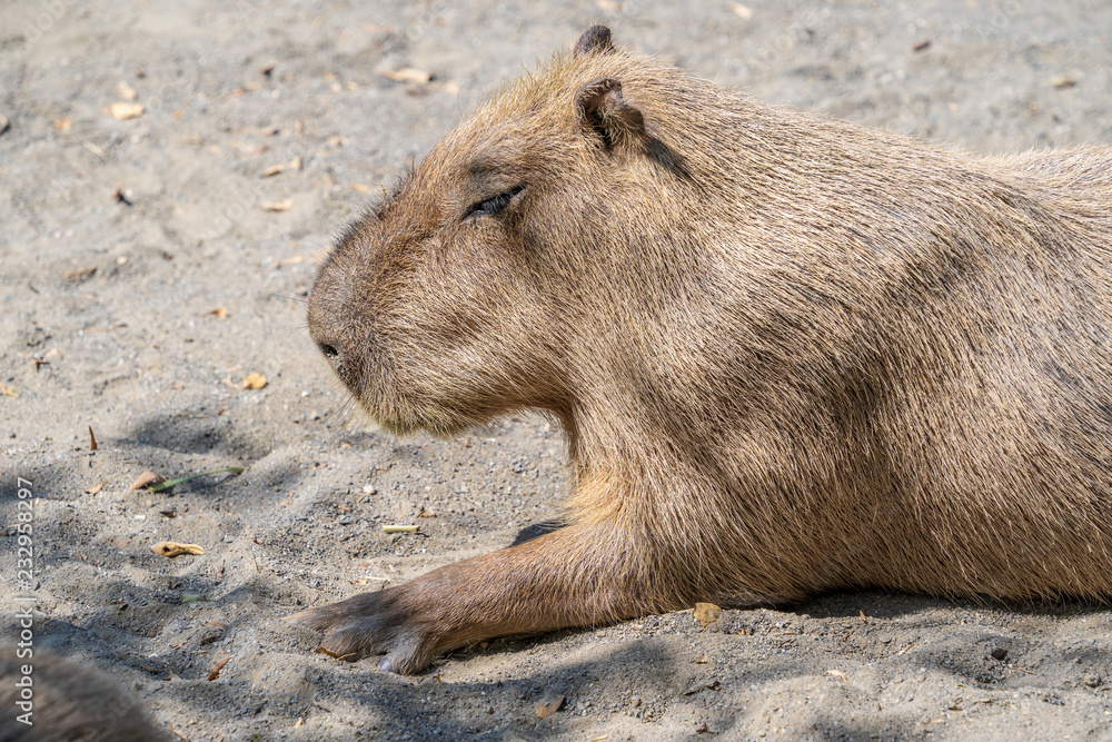 Cute Capybara (biggest mouse) eating and sleepy rest in the zoo, Tainan, Taiwan, close up shot