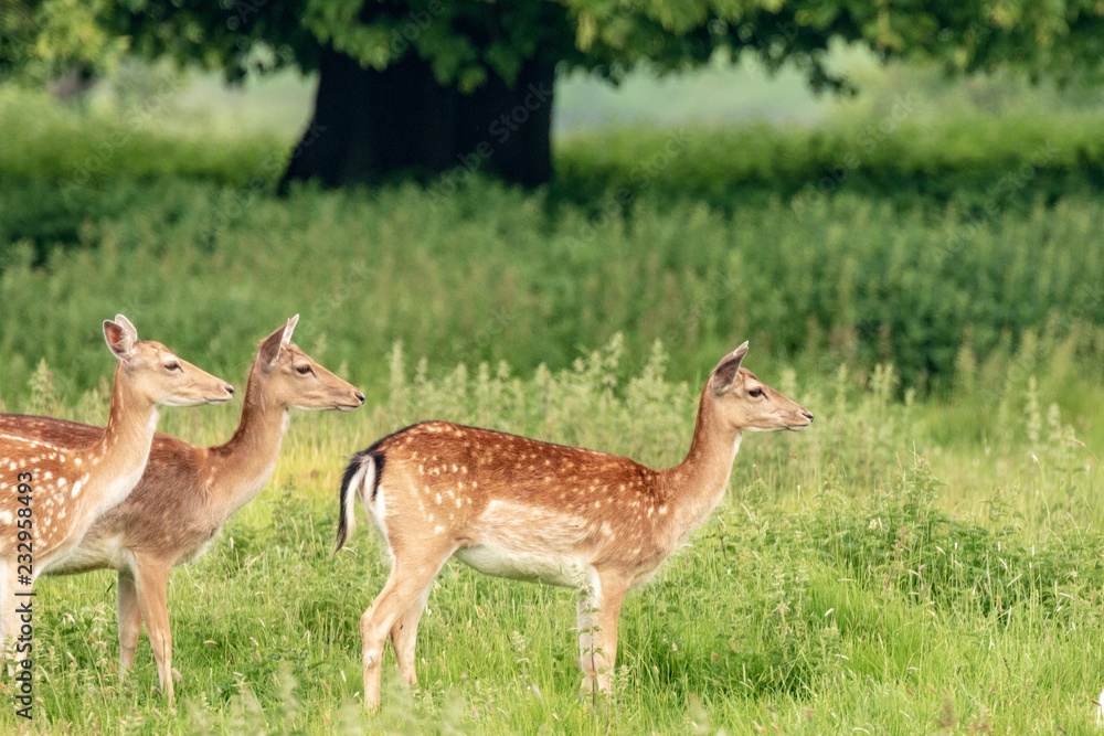 Fallow deer (dama dama) at Charlecote Park, Warwickshire in spring Fallow deer (dama dama) at Charlecote Park, Warwickshire in spring