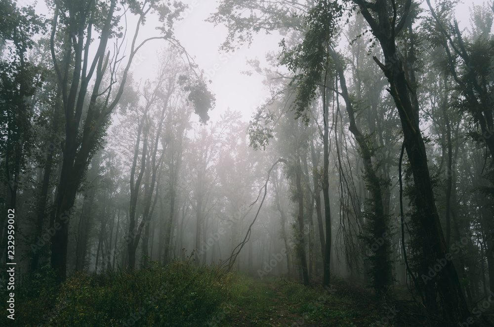 foggy natural woods, wilderness background