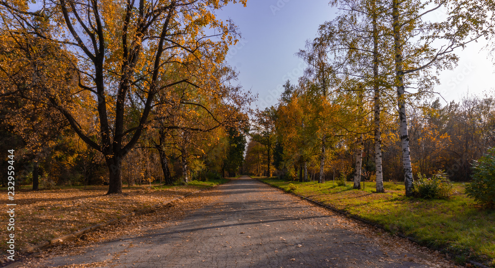 Road and autumn trees