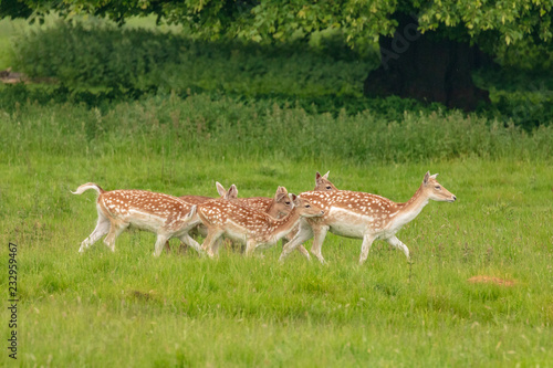 Fallow deer (dama dama) at Charlecote Park, Warwickshire in spring