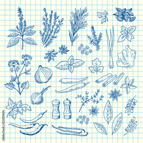 Vector hand drawn herbs and spices on cell sheet illustration. Spice ingredient aroma, drawn rosemary and aromatic plants