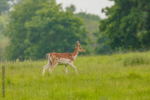 Fallow deer  dama dama   at Charlecote Park  Warwickshire in spring