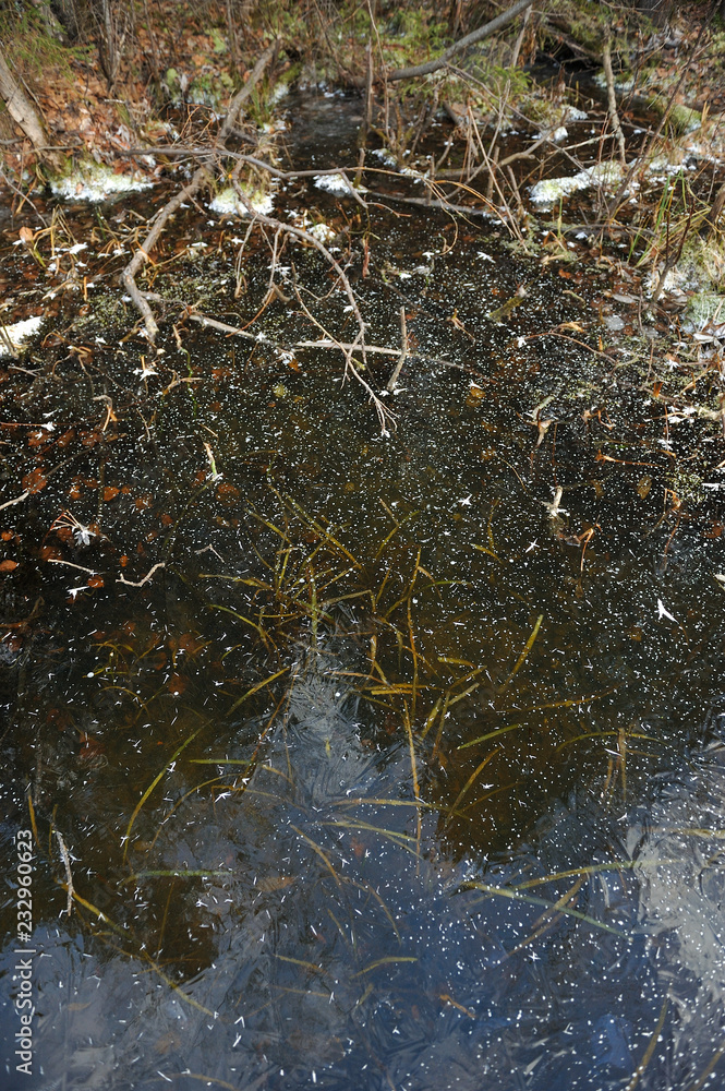 Fototapeta premium Thin transparent ice on the surface of the reservoir in late autumn
