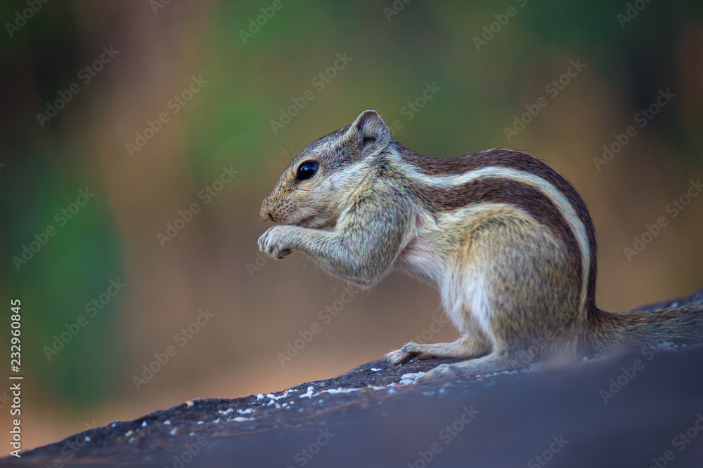 Squirrels are members of the family Sciuridae, a family that includes small or medium-size rodents. The squirrel family includes tree squirrels, ground squirrels, chipmunks, marmots, flying squirrels,