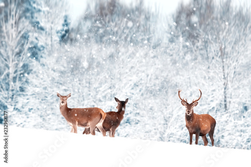 A group of beautiful male and female deer in the snowy white forest. Noble deer (Cervus elaphus). Artistic Christmas winter image. Winter wonderland.