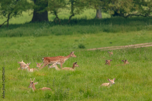 Fototapeta Naklejka Na Ścianę i Meble -  Fallow deer (dama dama)  at Charlecote Park, Warwickshire in spring