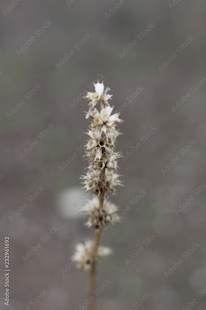 macro natureza macro natureza
