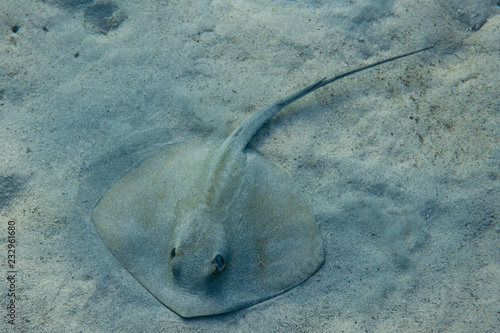 Raie pastenague posée sur le sable 