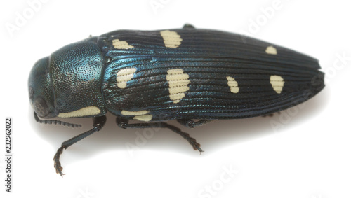 Jewel beetle, buprestis octoguttata photographed on white background photo