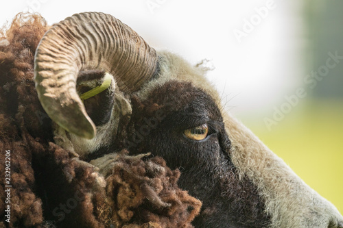 Jacob sheep portrait