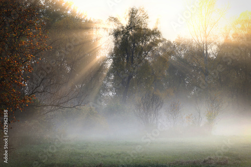 misty dawn in a clearing oak grove