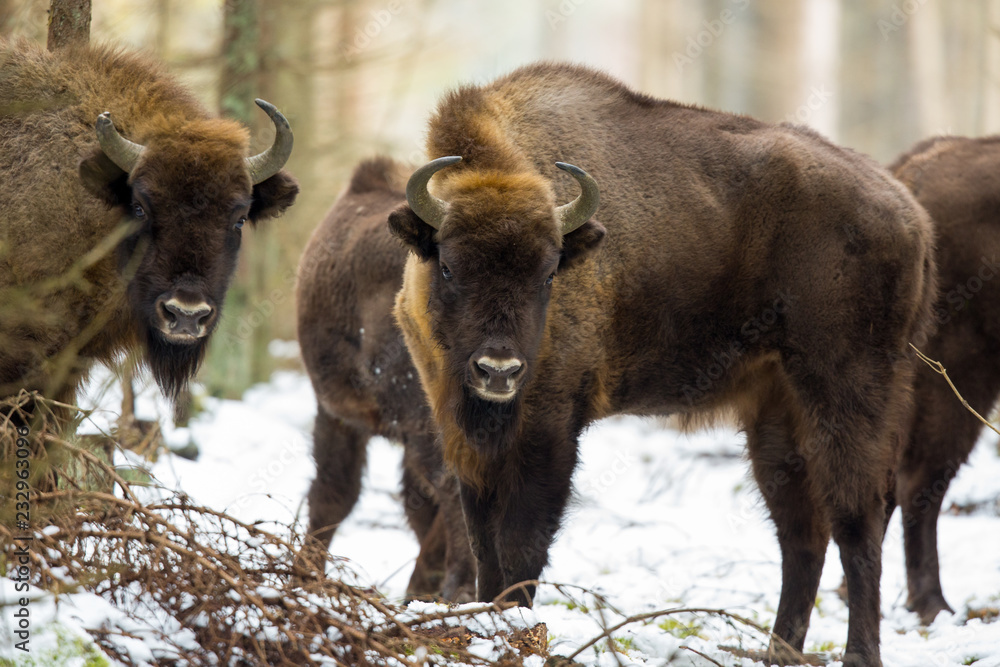 European bison - Bison bonasus in the Knyszyn Forest (Poland) European bison - Bison bonasus in the Knyszyn Forest (Poland)