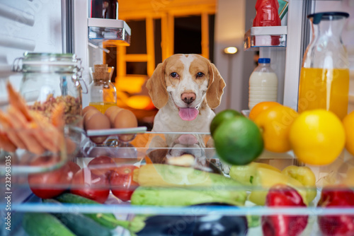 Fototapeta Naklejka Na Ścianę i Meble -  Dog stealing food from fridge. Picture taken from the iside of fridge.