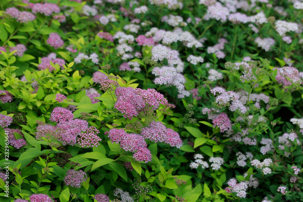 Spiersträucher (Spiraea) in Blüte