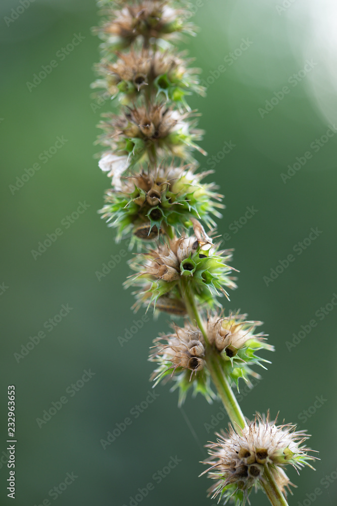 Background of characteristics Cannabis sativa L. subsp. Sativa for education. Background of characteristics Cannabis sativa L. subsp. Sativa for education.