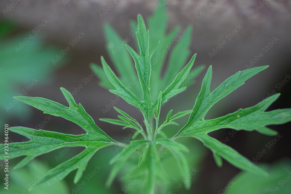 Background of characteristics Cannabis sativa L. subsp. Sativa for education. Background of characteristics Cannabis sativa L. subsp. Sativa for education.