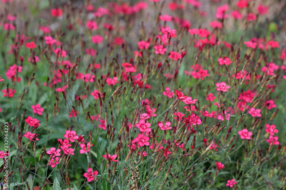 Rote Lichtnelke (Silene dioica), Blumenbeet Rote Lichtnelke (Silene dioica), Blumenbeet