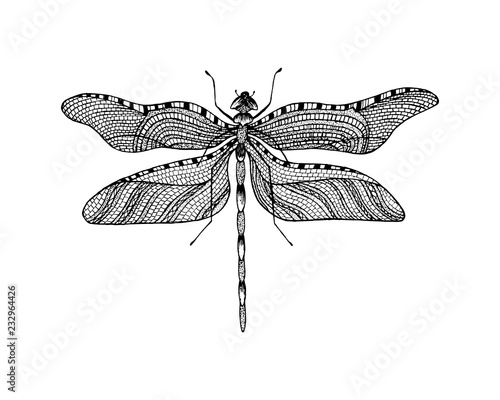 Minimalist elegant Dragonfly logo design with line art style