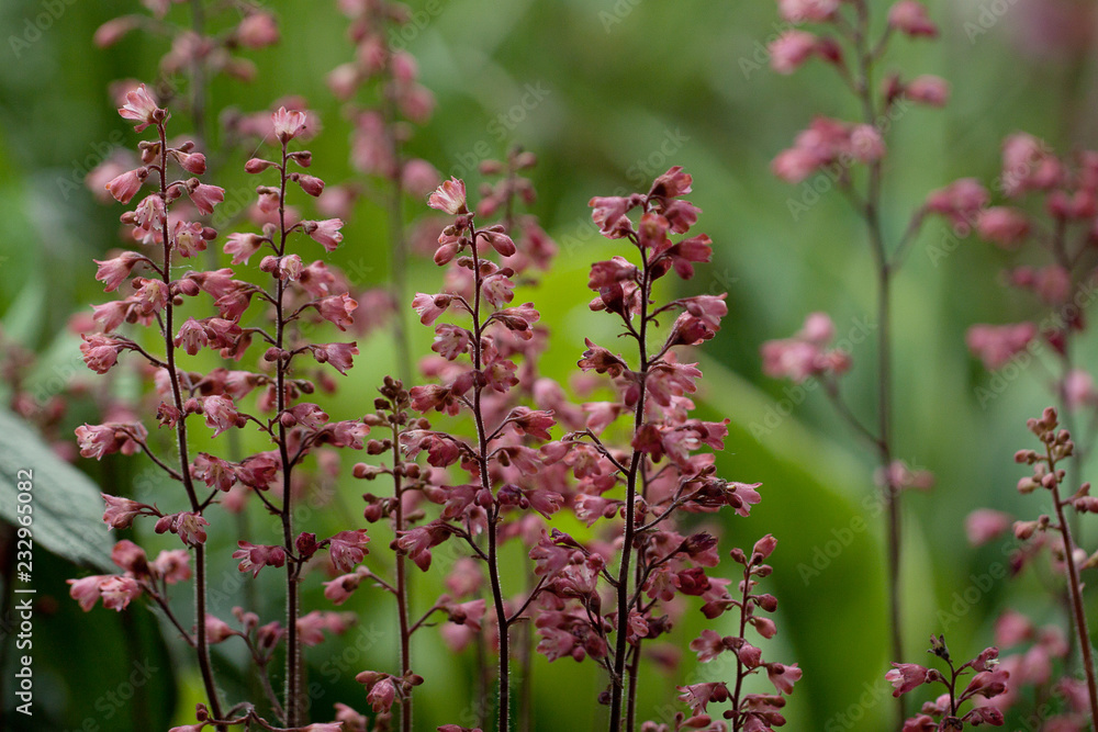beautiful inflorescences of small delicate pink flowers blooming on the lawn in the summer park or in the garden beautiful inflorescences of small delicate pink flowers blooming on the lawn in the summer park or in the garden