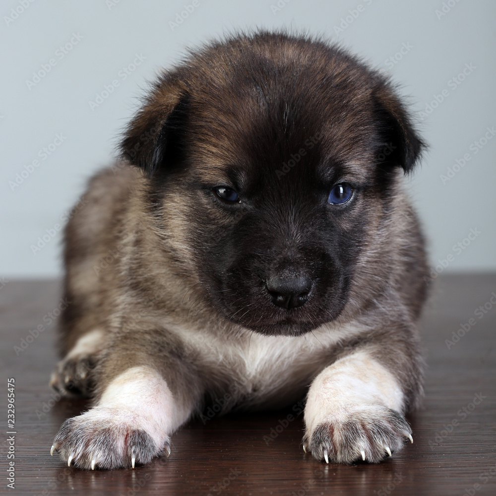 cute puppies isolated cute puppies isolated