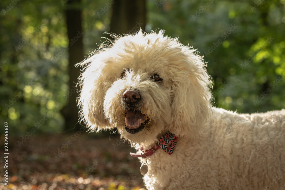 White labradoodle portrait White labradoodle portrait