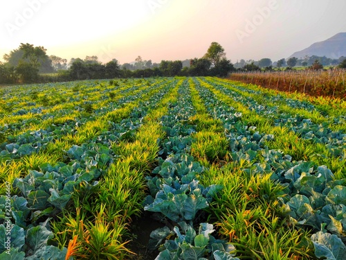 ginger and flower crop