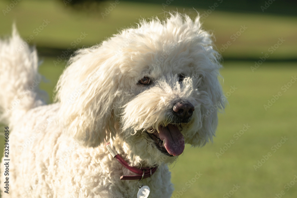 White labradoodle portrait