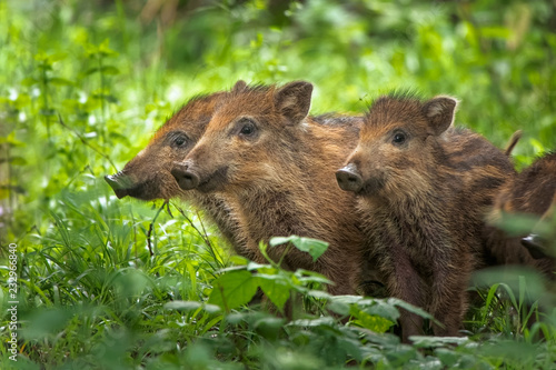 The wild boar  Sus scrofa   also known as the wild swine. Three little pigs standing in green grass. Animals in nature habitat.