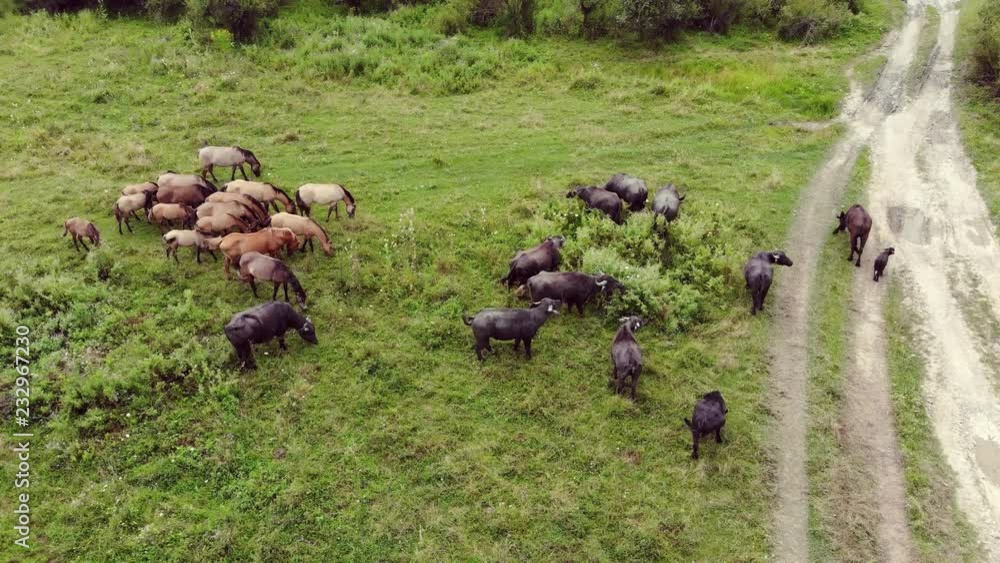 Horses And Buffaloes Grazing In The Pasture (Aerial) #1 Horses And Buffaloes Grazing In The Pasture (Aerial) #1