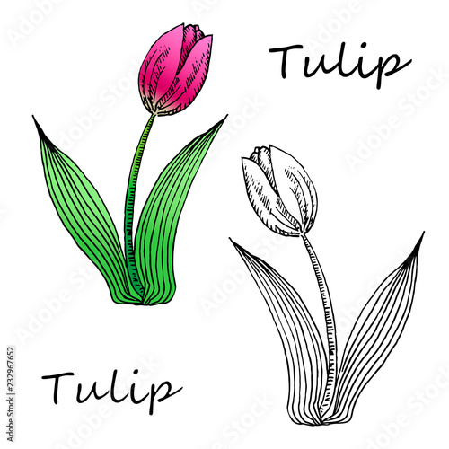 illustration of  hand drown tulip