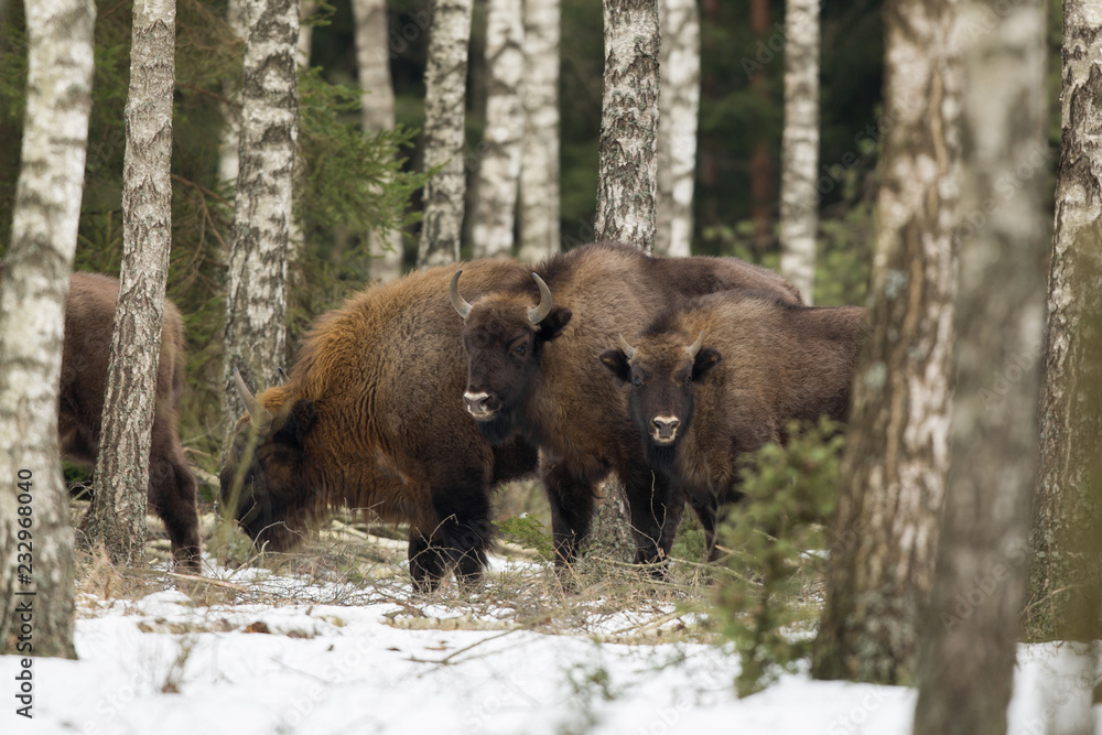 European bison - Bison bonasus in the Knyszyn Forest (Poland) European bison - Bison bonasus in the Knyszyn Forest (Poland)