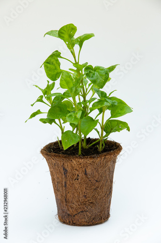 Watercress with Coconut coir fiber pot isolated on white background, Organic vegetables