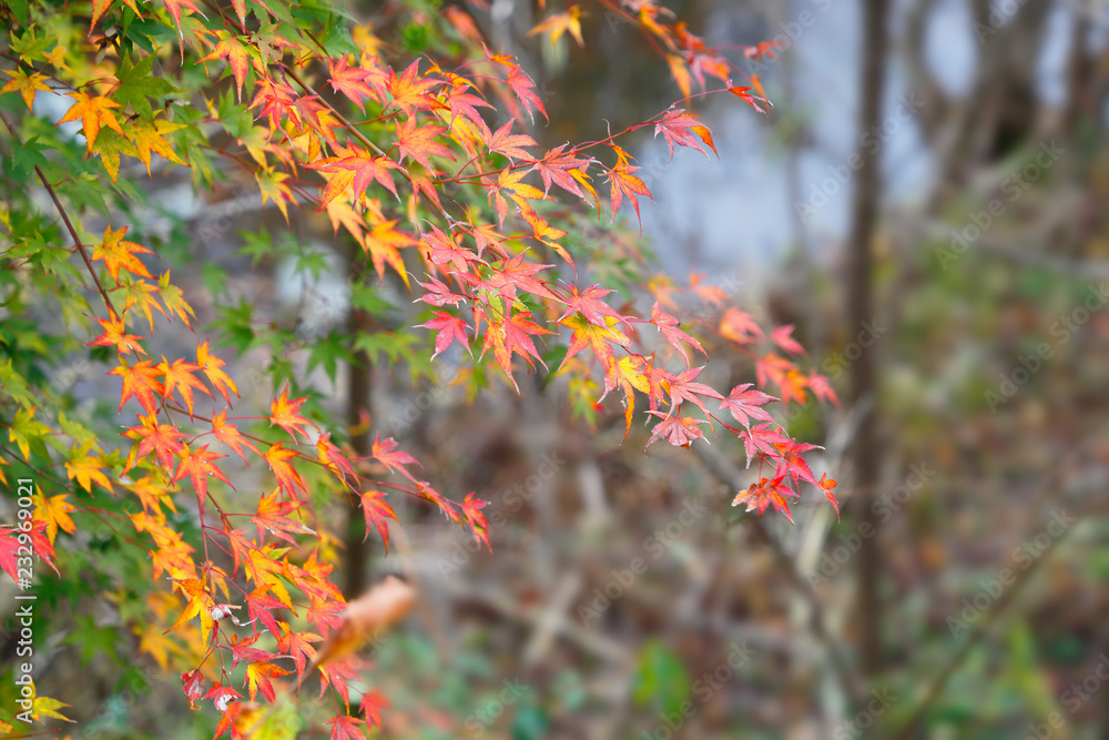 鮮やかに紅葉した楓