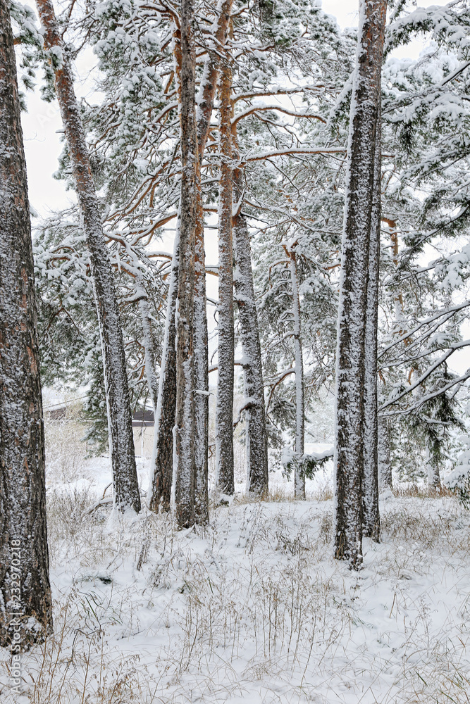 Fototapeta premium snowfall in the woods