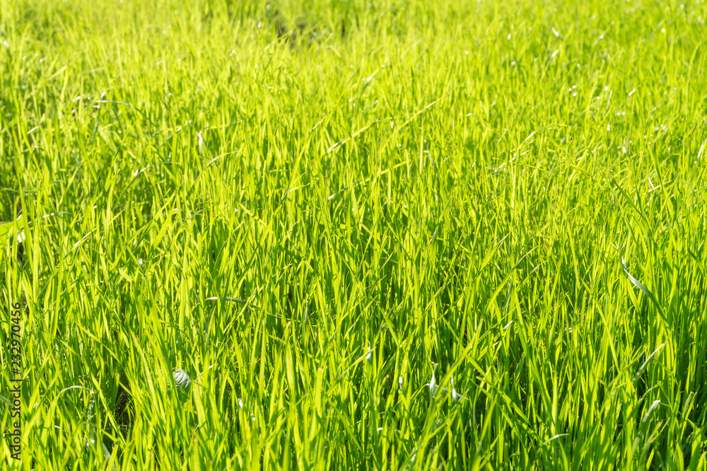 Green Grass in Sunlight Background.