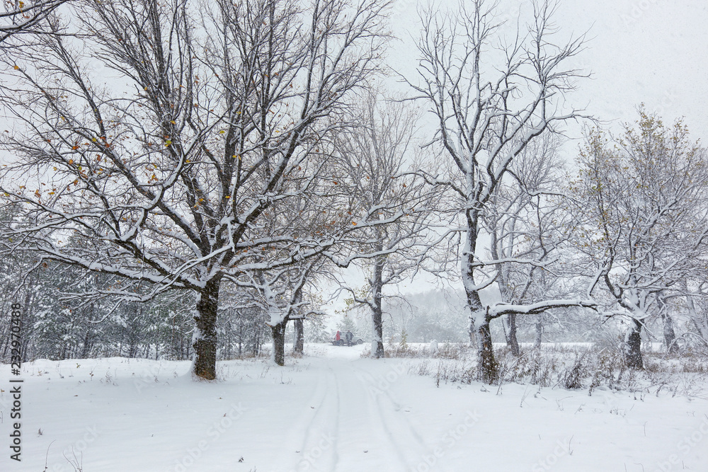 snowfall in the oak grove snowfall in the oak grove