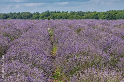 Endless rows of blooming  scented lavender flowers. Agricultural concept.