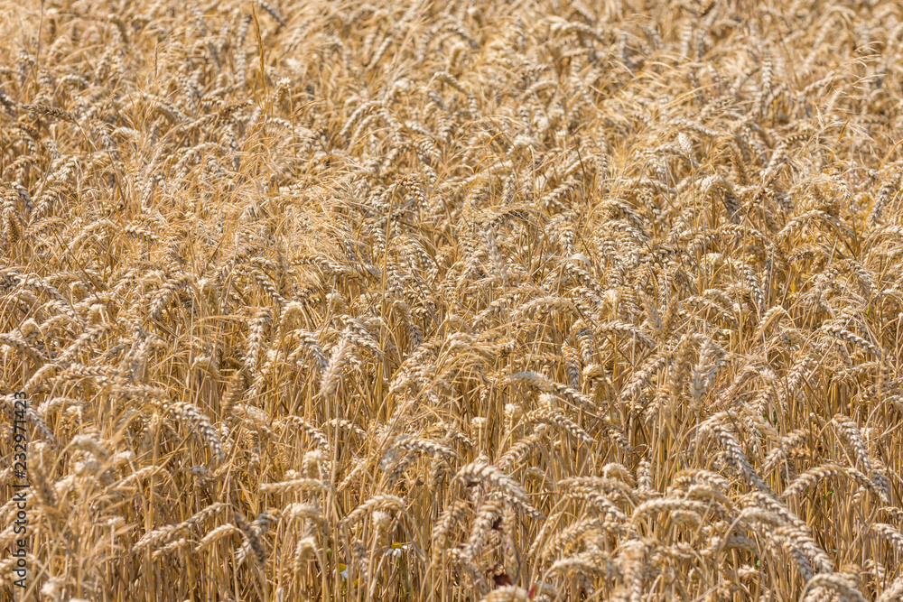 Wheat field at the end of spring on sunset. Selective focus. Background, texture. Agricultural concept. Wheat field at the end of spring on sunset. Selective focus. Background, texture. Agricultural concept.