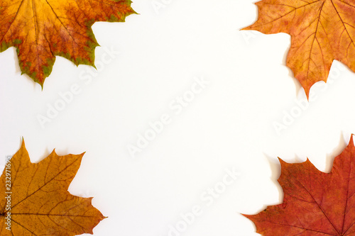 Beautiful colorful autumn leaves on white background.